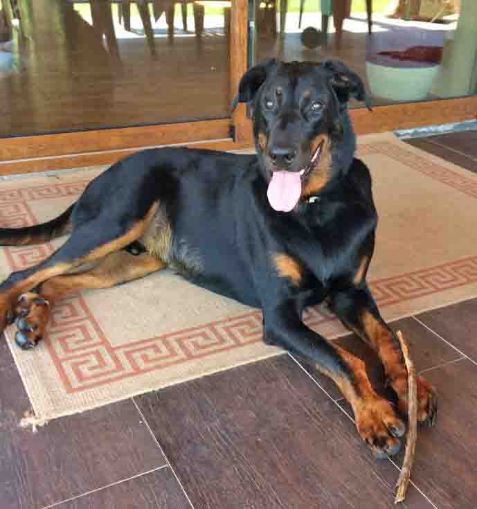  domainedelalicorne.fr photo chien beauceron photo chiot beauceron Elevage de beauceron chiot beauceron pure race élevage du clos de la licorne elevage des gardiens de la licorne elevage beauceron noir et feu authentique gros gabarits élevage de Beauceron familial sérieux et qualité domainedelalicorne.fr suivi des chiots conseil d’éducation chiot propre bas rouge santé caractère spécialiste du beauceron noir et feu ou arlequin chien rustique berger de France  nos chiots sont élevés avec amour et attention notre passion au service de la qualité Beauceron de qualité et sportif domaine de la licorne 04380 BARRAS élevage en liberté éleveur berger de beauce élevage de beauceron de travail 06 11 20 51 93 site domainedelalicorne.fr mail domainedelalicorne@gmail.com